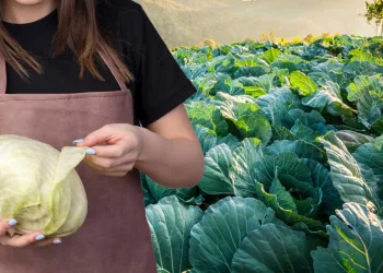 beneficii-consum-varza