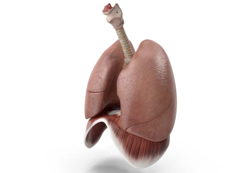 pierderea în greutate după embolismul pulmonar)