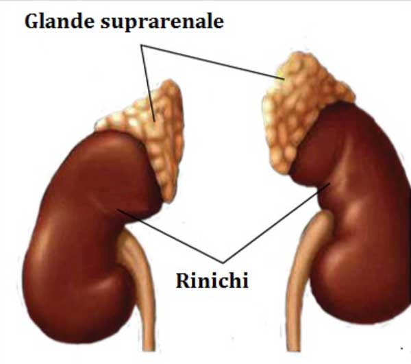 glande-suprarenale