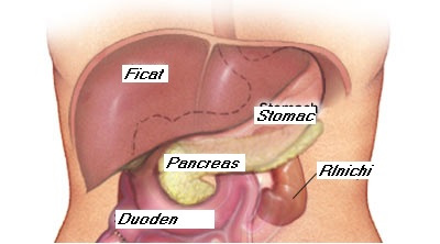 pancreas marit