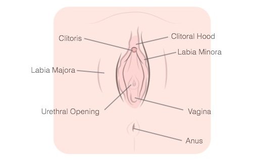 anatomie-vagin