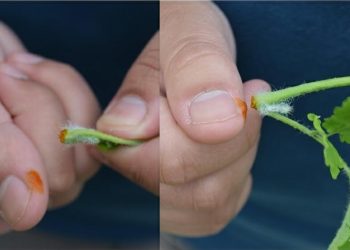 Tratarea negilor cu rostopasca – o planta minunata cu efecte si beneficii extraodinare