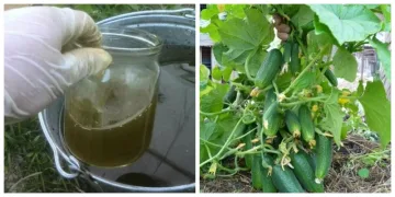 Ingrasamant pentru castraveti