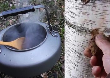 Ceaiul de Mesteacăn – Beneficii, Contraindicații și Mod de Preparare