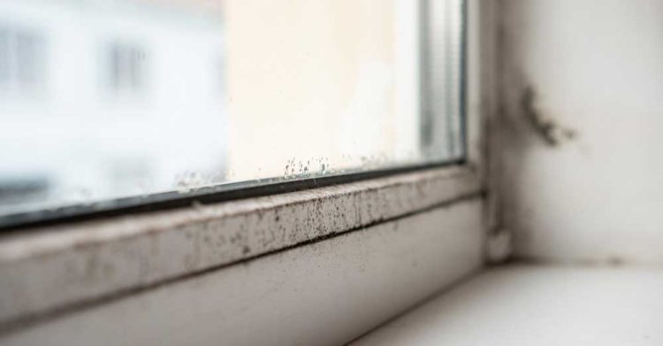 mucegai-ferestre