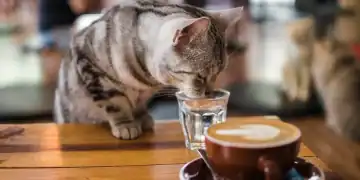 cafenelele-cu-pisici-din-turcia