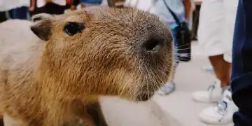 capibara