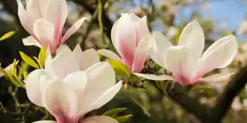 magnolia